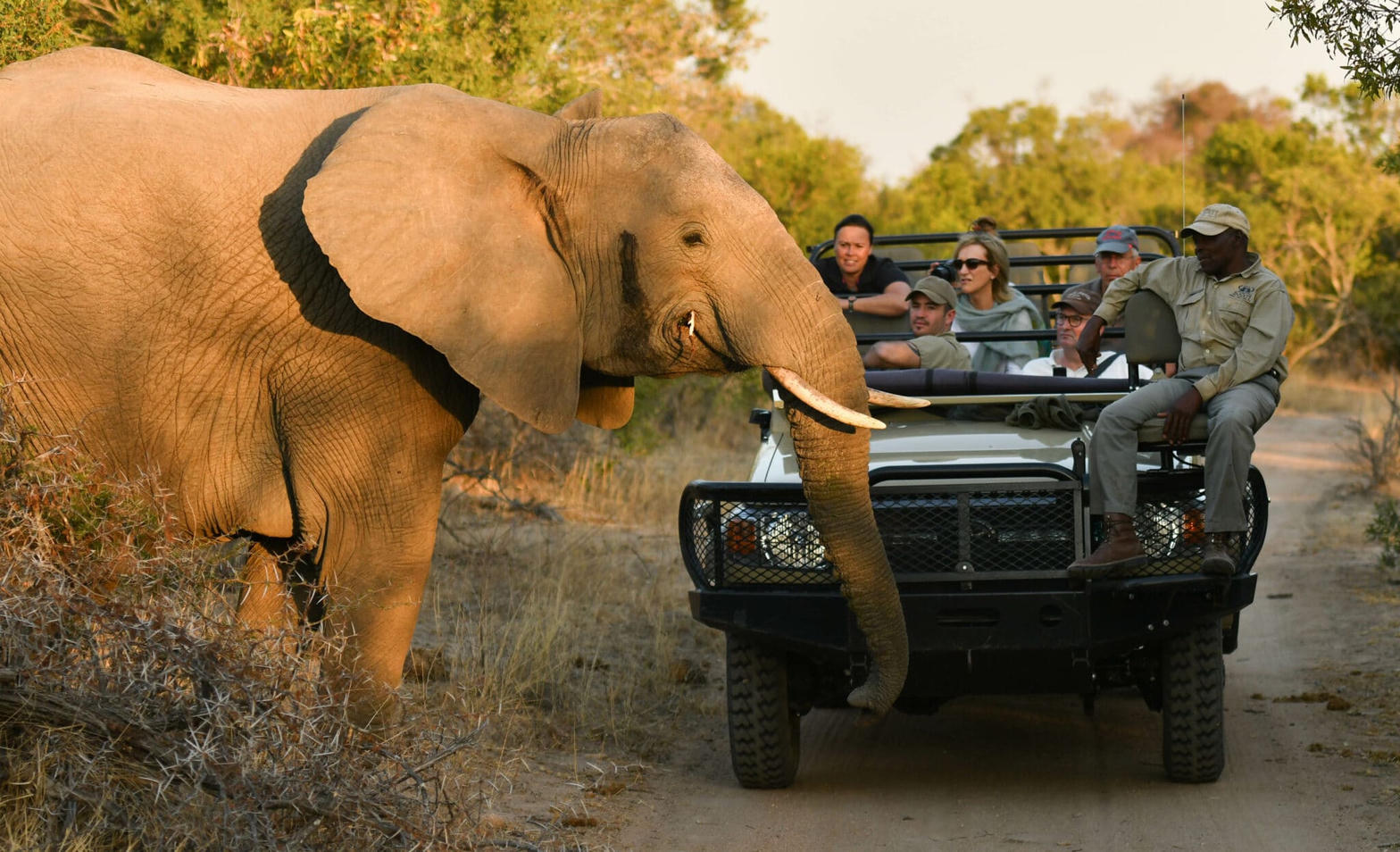 Private game drive encountering an elephant in Greater Kruger