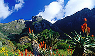 Gauteng